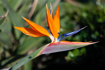 Plakat Strelitzia photographed on a July morning, Durban South Africa.