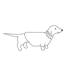 Vector isolated one cute cartoon dachshund in a sweater side view colorless black and white contour line easy drawing