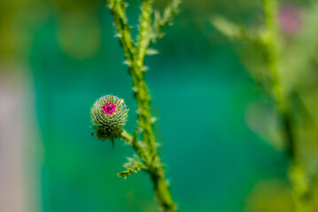 colorful bright magenta Carduus flower on a green stem with leaves taken close up with a blurred green background with bokeh during the day in sunny weather