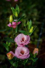 Rosas cultivadas