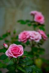 Rosas com fundo desfocado