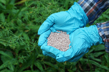 Closeup gardener hands holds chemical fertilizer in garden. Concept, inspect fertilizer quality to...