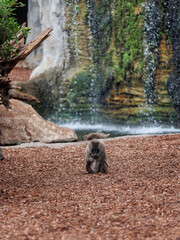 Old World Monkey, family of Primates known taxonomically as the Cercopithecidae