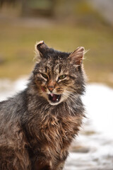 Cat with open mouth
