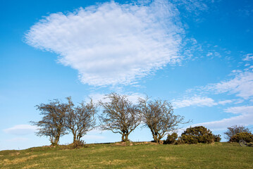 Unusual cloud formations above group of trees in field. 