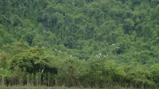 White birds land on the tops of trees in the rainforest, in Vietnam