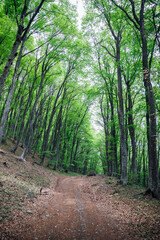 path in the forest green trees nature