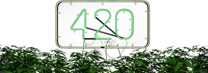a 3d render of " 420" neon sign on glass board. with cannabis trees in foreground