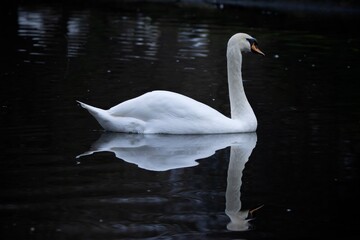 swan on the lake with dark background