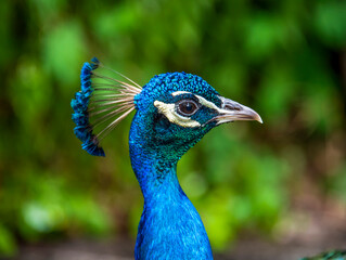 portrait of a peacock