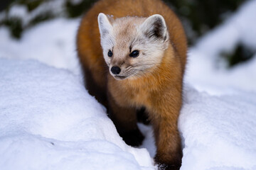 American marten foraging for food during winter in a national park.