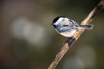 Black-capped chickadee perched near à backyard bird feeder. © RLS Photo