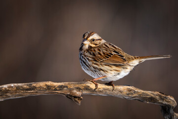 Song Sparrow perched near à backyard bird feeder.