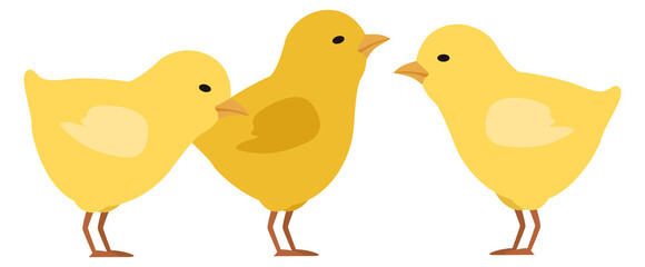 Chicks standing. Farm animals. Cute little chickens