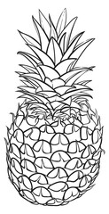 Pineapple sketch. Nature fresh fruit line drawing