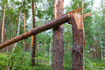 Fototapeta premium broken tree as a result of a storm