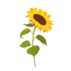 A blossoming sunflower isolated on a white background