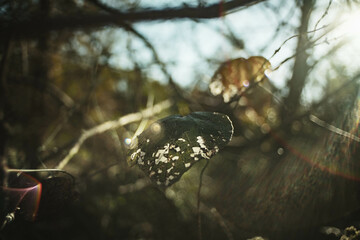 a leaf with multiple insect holes in it against a sunflare