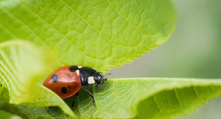 a seven-spotted ladybug walks on a green leaf of a tree