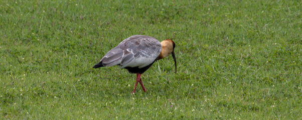 Photograph of a beautiful Buff-necked ibis walking across the lawn.	