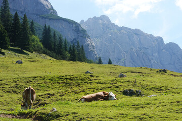 Cows in Armkarwand, Gosausee valley, Austria