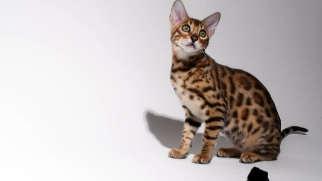 Bengal kitten plays with mose toy on white background,video