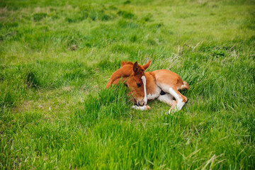 Naklejka na ściany i meble horse foal lying on green grass in a field
