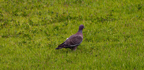 Photograph of a Picazuro pigeon. The bird was found in Caraguatatuba, in São Paulo, Brazil.