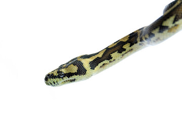 Obraz premium close up of a snake