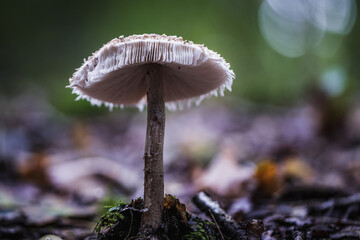 Faszination Pilze, Wanderung im herbstlichen Grunewald, Berlin