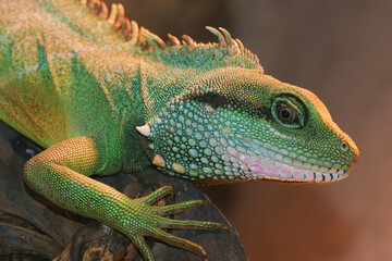 Closeup on a Chinese water dragon, Physignathus cocincinus, sitting in a terrarium
