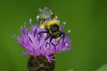 Closeup on a bumblee mimicking plumehorn hoverfly, Volucella plumifrons sitting on a purple knapweed flower