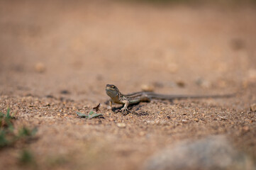 small grey lizard romanian national park mountains munti macin above danube rocks and green meadows