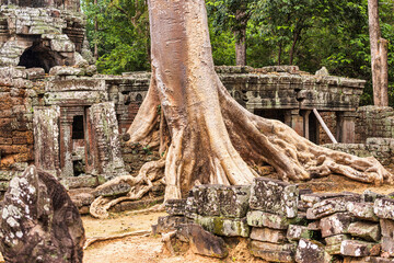 Ancient stone walls and tree roots, Ta Prohm temple ruins, Angkor, Cambodia