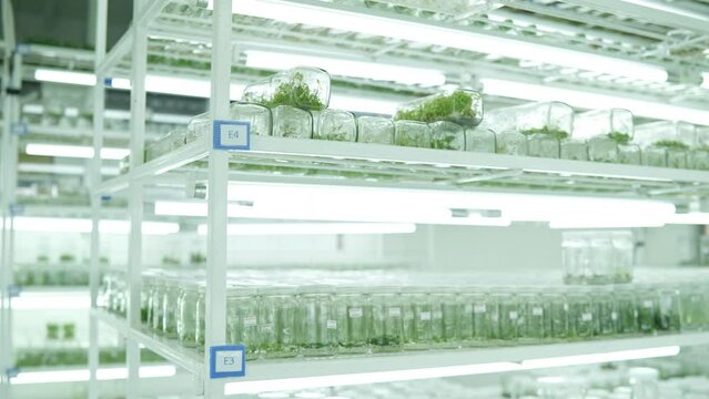 Footage of the rack plant tissue culture in glass bottles laboratory.