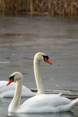 pair of mute swans swimming in water with ice 