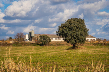 pig farms behind a field and acorn tree