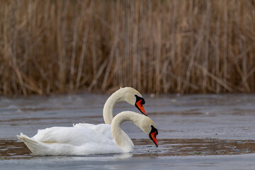 pair of mute swans swimming in water with ice 