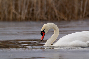 white mute swan swim in water with ice 