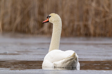 white mute swan swim in water with ice 