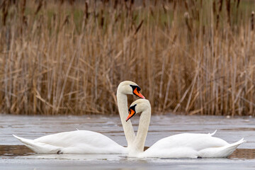 pair of mute swans swimming in water with ice 