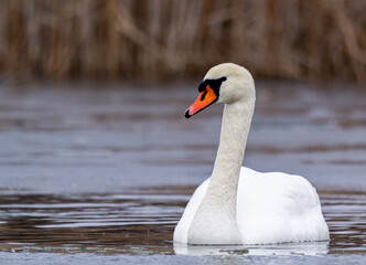 Obraz premium white mute swan swim in water with ice 