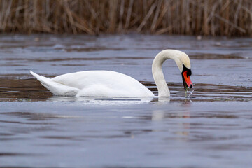 white mute swan swim in water with ice 