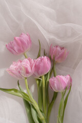 Light pink tulips flat lay on ivory white tulle background, spring aesthetic