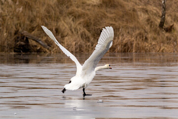 white mute swan running on ice and preparation for flight
