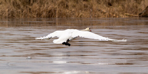 white mute swan running on ice and preparation for flight
