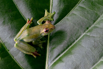 Zhangixalus dulitensis male climbing on green leaves