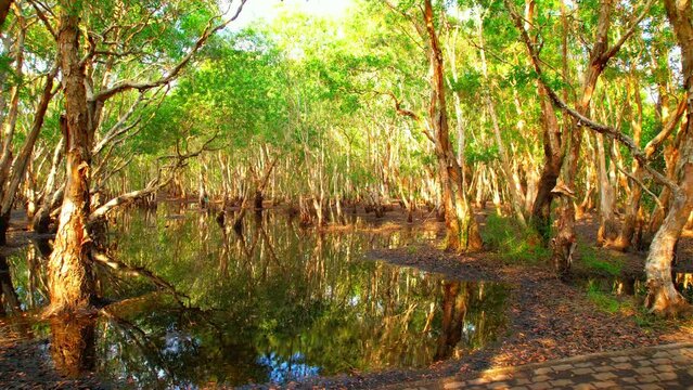 Beauty and diversity of Thailand's swamp forests in wetlands. Stock footage highlights the intricate ecosystems, wildlife habitats. Thailand. Travel and nature concept. nature background video. 4K
