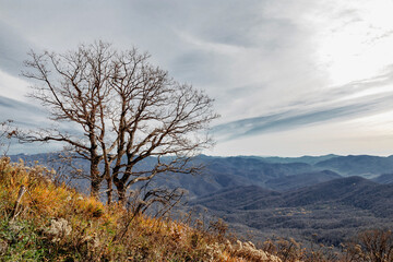 A tree on the background of high mountains in a picturesque place of the Caucasus. Beautiful...