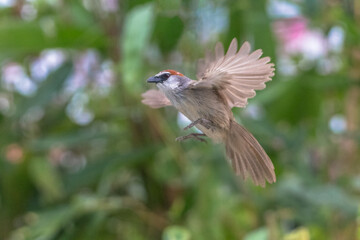 The chestnut-capped babbler (Timalia pileata) is a passerine bird of the family Timaliidae